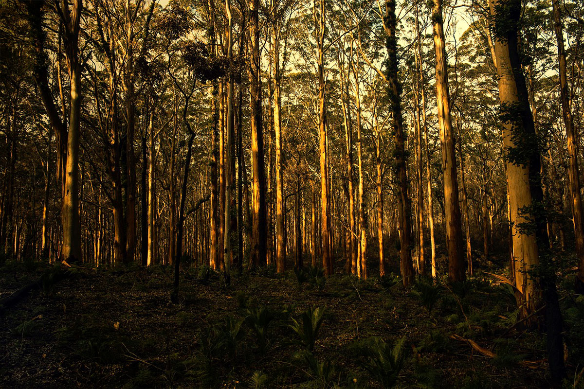 Tall eucalyptus trees in Boranup Forest with sunlight filtering through