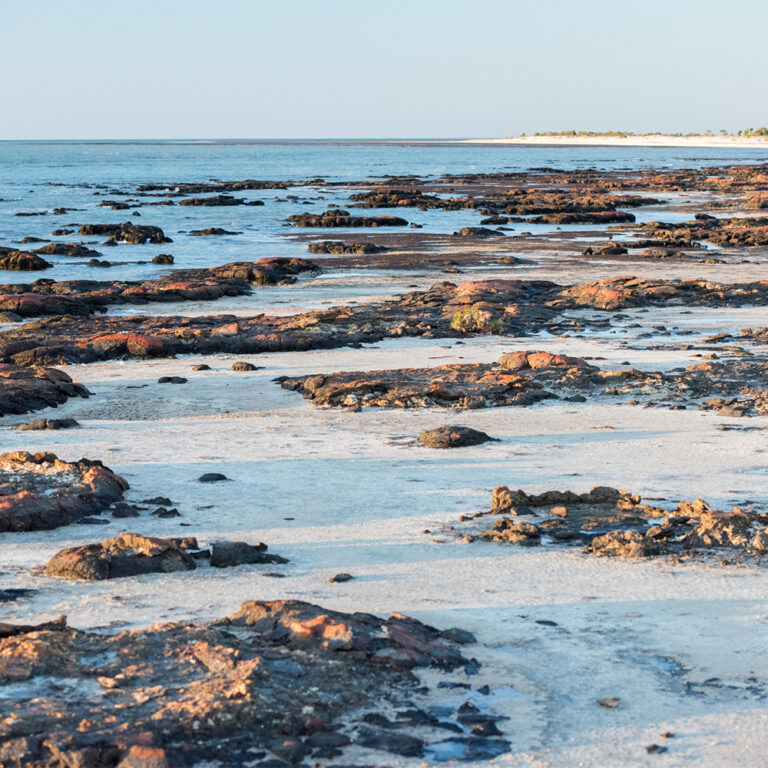 Ancient stromatolite formations at low tide in Shark Bay