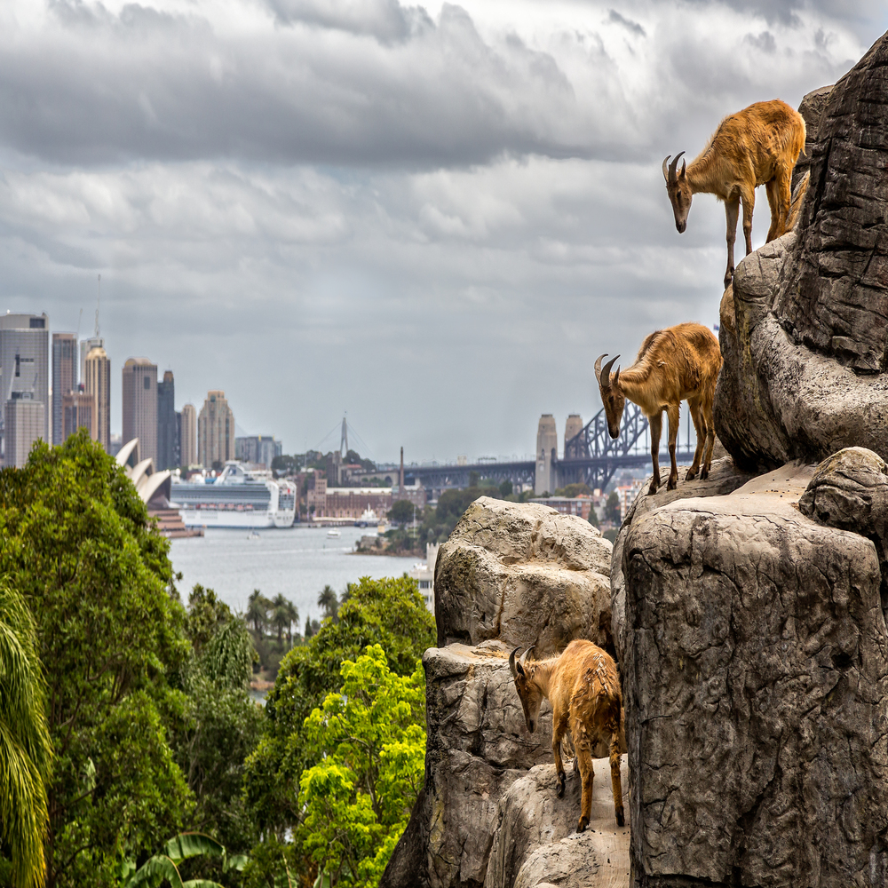 Three-mountain-goats-with-sydney-opera-house-and-harbour-bridge-taken-in-tarongo-Zoo